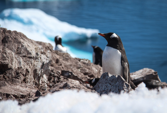 Pinguine Cuverville Island 2